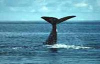 Azores Whale Watch