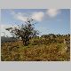 a tree